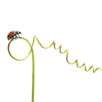 Patrice Guyot - Vrille végétale