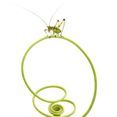 Patrice Guyot - Vrille végétale