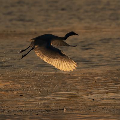 Patrick Helfer - Envol