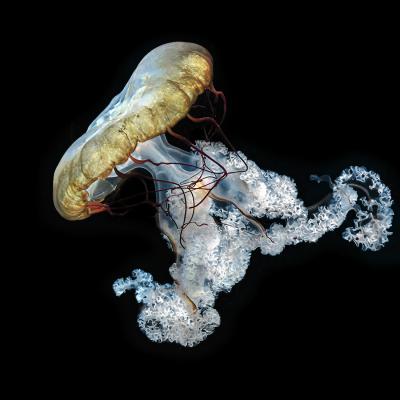 Anne-Marie Histe - Méduse colorée