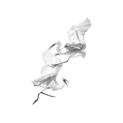 Christian Pachnicki - Aigrettes