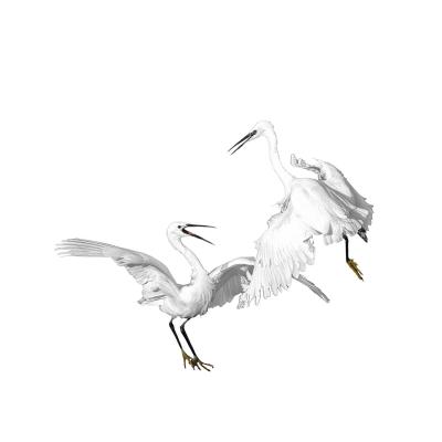 Christian Pachnicki - Aigrettes