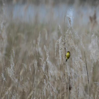 Patrick Picard - Dans les roseaux