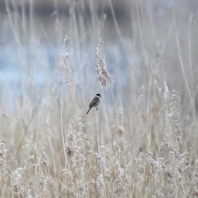 Patrick Picard - Dans les roseaux