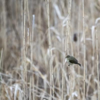 Patrick Picard - Dans les roseaux