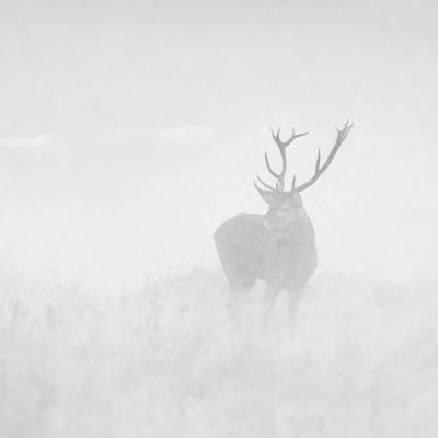 Laurent Poilturat - Rencontres dans la brume