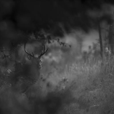 Laurent Poilturat - Rencontres dans la brume