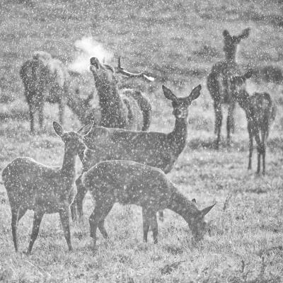 Laurent Poilturat - Rencontres dans la brume