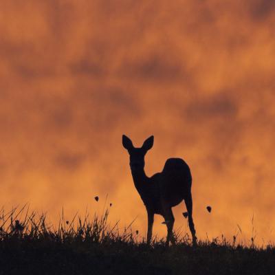 Jean-Claude Vigreux - Ombres chinoises