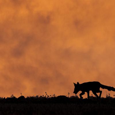 Jean-Claude Vigreux - Ombres chinoises