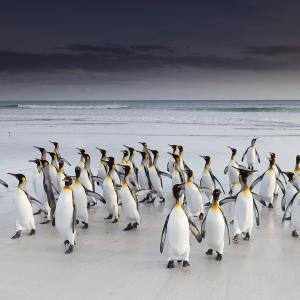 Jean-Pierre FAUTRES - Diplôme protection de la nature