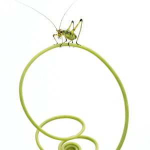 Patrice GUYOT - Diplôme Macro